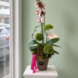 Orquídea 10
