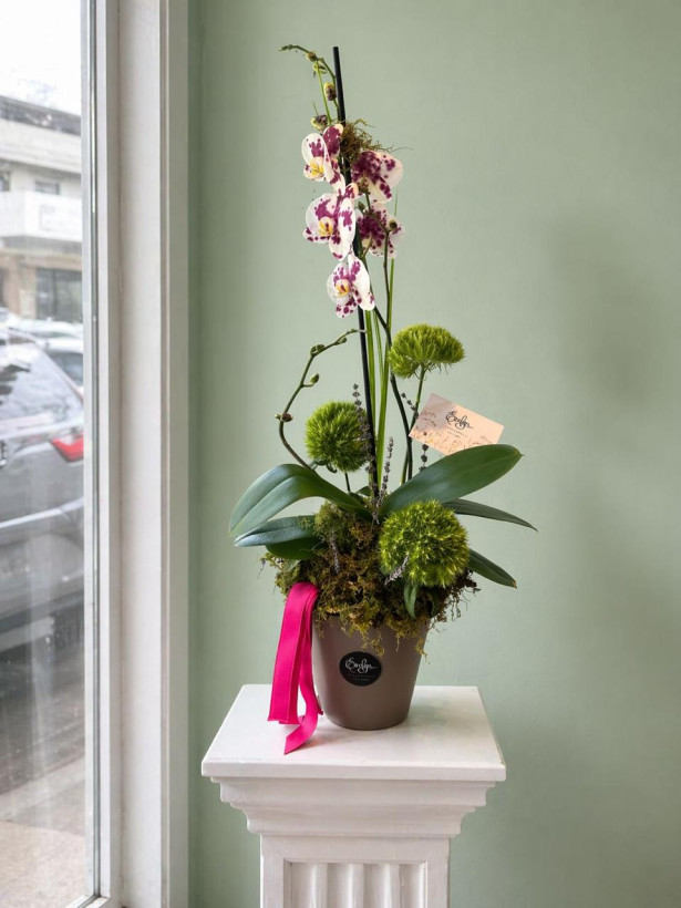 Orquídea 10