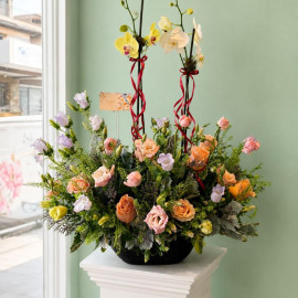 Orquídea 11