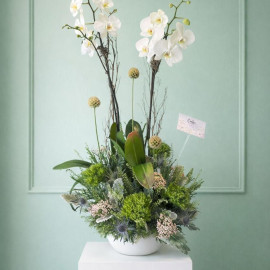 Orquídea 12
