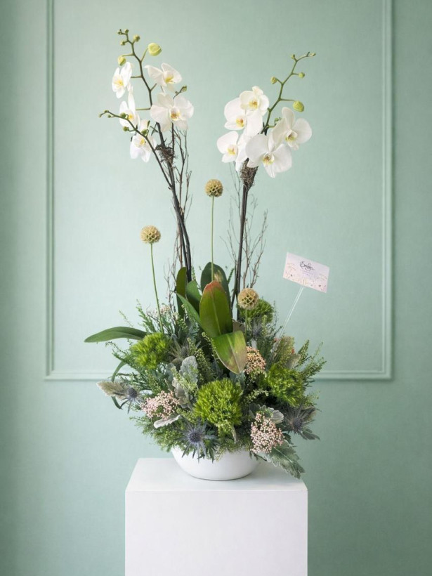 Orquídea 12