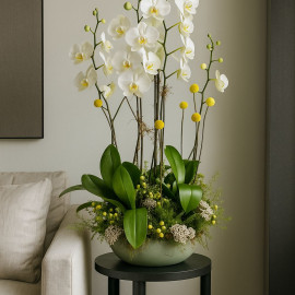 Orquídea 14