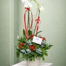 Orquídea 15
