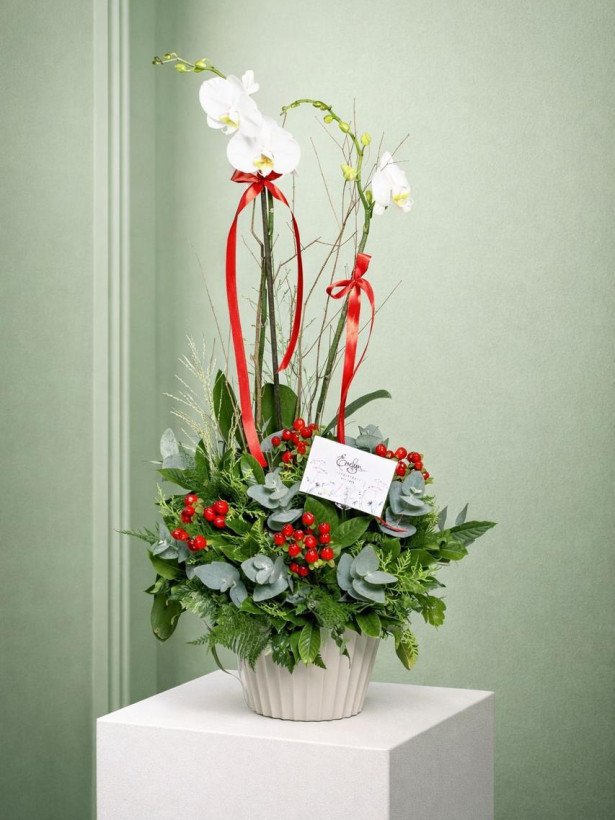 Orquídea 15