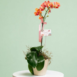 Orquídea 17