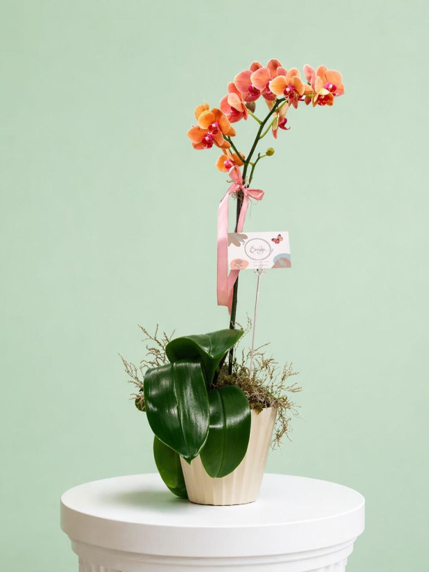 Orquídea 17