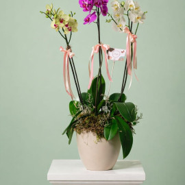 Orquídea 07