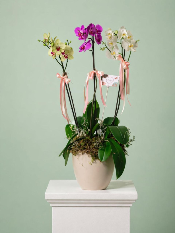 Orquídea 07